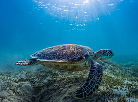 Een groene zeeschildpad zweeft in de zonnestralen boven het zeegras