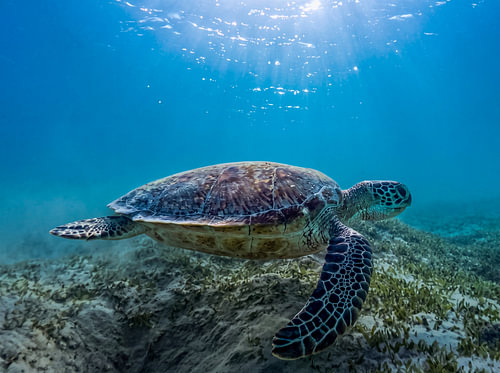 Een groene zeeschildpad zweeft in de zonnestralen boven het zeegras