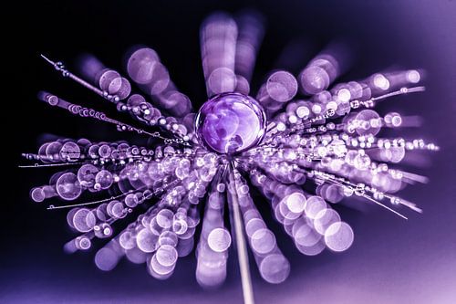 Gouttes d'eau sur une peluche avec bokeh