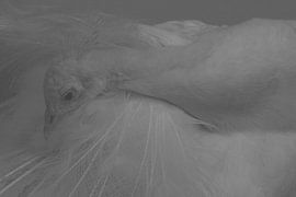 WEIßER PFAU 2 von Miroslav Ptacek