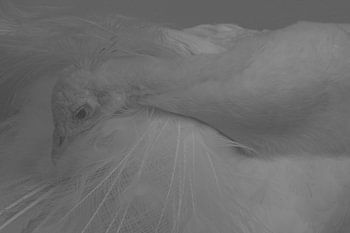 WHITE PEACOCK 2