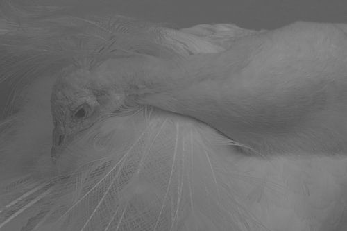 WHITE PEACOCK 2