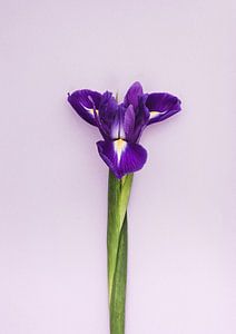 Purple beauty  von Roos Oosterbroek | hand painted prints en fotografie