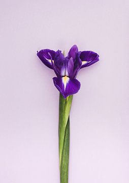 Purple beauty  von Roos Oosterbroek | hand painted prints en fotografie