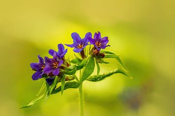 Paarse Bloemen Bloeien van Mario Plechaty Photography