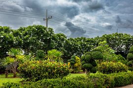 Tropical Garden under Threatening Skies by Franklin Driessen