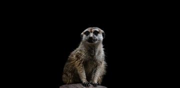 Un portrait de suricate ( Suricata Suricatta ) sur Leny Silina Helmig