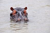 Nijlpaard in een rivier van Peter Mooij thumbnail