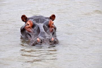 Nijlpaard in een rivier van Peter Mooij