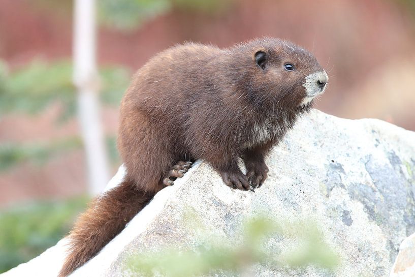 Vancouver Island Marmot , Marmota vancouverensis, Mount Washington  ,  Vancouver Island, BC, Canada von Frank Fichtmüller
