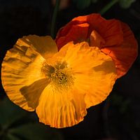 two poppies