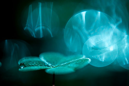 Macrofotografie van een Blad met Dauwdruppel en Bokeh