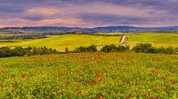 Klaprozen bij Poggio Covili van Henk Meijer Photography thumbnail