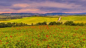 Mohnblumen in Poggio Covili
