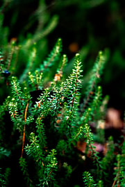 Amidst the pink heather, you’ll also find green plants – a close-up of the Veluwe in the Netherlands by Koen Lipman
