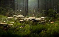 Paddenstoelen in het bos.