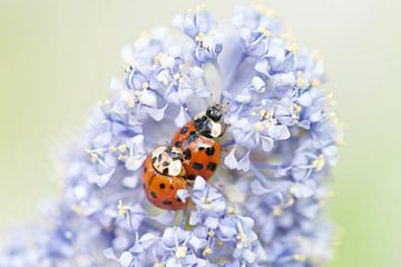 Coccinelles sur Gretha Andeweg