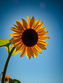 Le cœur du tournesol