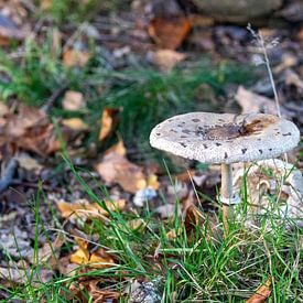 Schirmpilz auf abwechslungsreichem Waldboden von whmpictures .com