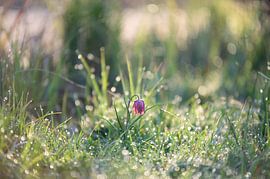 Kiebitzblüte auf dem Feld von Michel Knikker