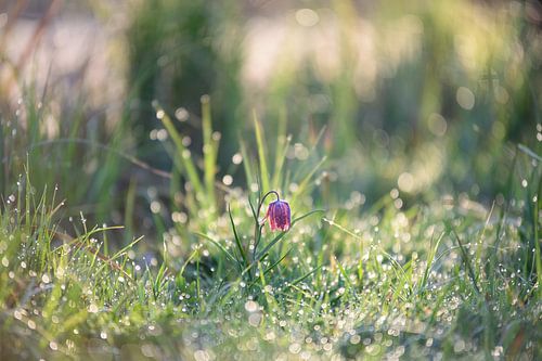 Kievitsbloem in het veld