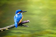 Kingfisher sitting on a branch overlooking a small pond by Sjoerd van der Wal Photography thumbnail