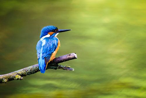 IJsvogel zittend op een tak met uitzicht op een kleine vijver