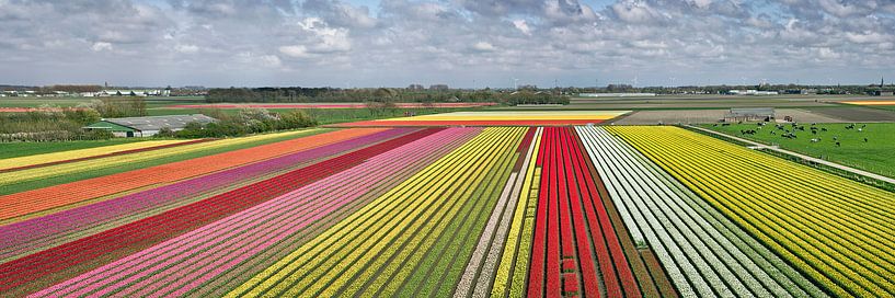 Tulpenfelder bei Krabbendam von Frans Lemmens