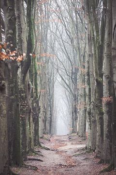 Nebliger Morgen im Wald auf dem Amerongseberg! von Peter Haastrecht, van