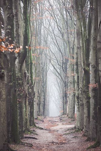 Mistige ochtend in het bos op de Amerongseberg!
