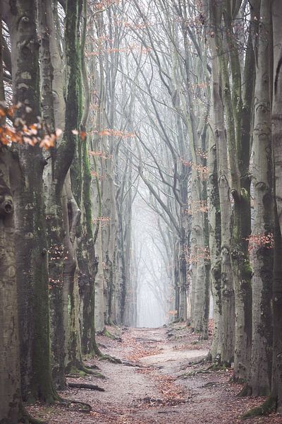 Nebliger Morgen im Wald auf dem Amerongseberg! von Peter Haastrecht, van