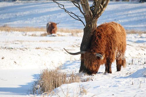 Schotse Hooglander in de winter