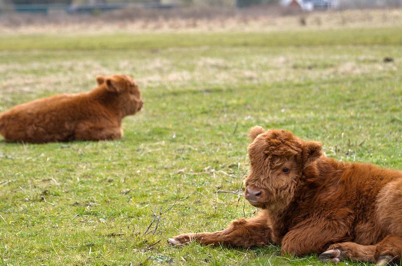 Two young calves are resting by Heleen de Silva
