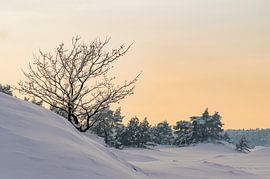 Snowy winter landscape in a drifting sand dune area by Sjoerd van der Wal Photography