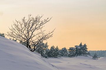Besneeuwd winterlandschap in een stuifduingebied van Sjoerd van der Wal