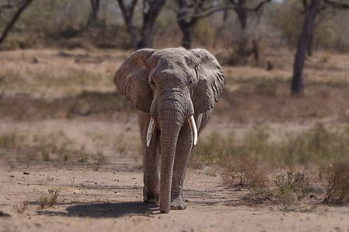 Afrikanischer Elefant von Sylvia Photography