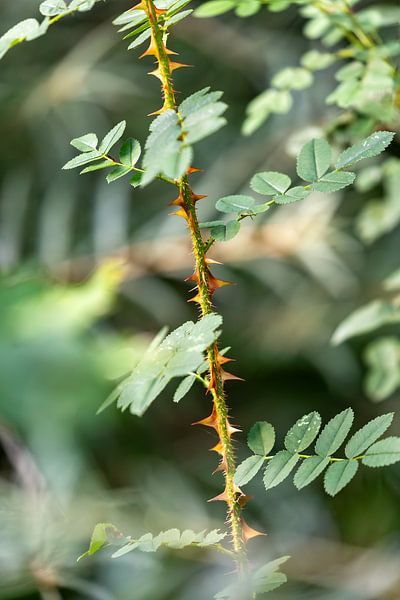 Manipuler avec des épines par Laura Vijverberg