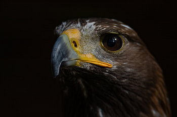Nahaufnahme eines Raubvogels