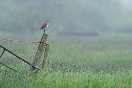 Black-tailed godwit on a fence by Marcel van Kammen