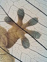 Gecko-paw