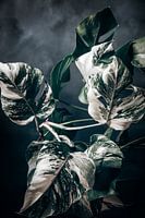 Monstera Variegata Dark