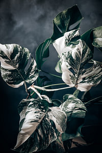 Monstera Variegata Dark