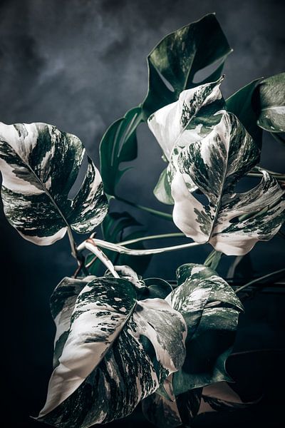 Monstera Variegata Dark by Steffen Gierok