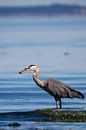 Kanadareiher (Ardea herodias) von Dirk Rüter Miniaturansicht