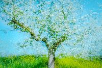 apple blossom