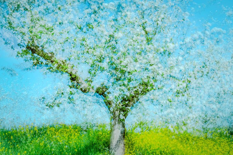 appelbloesem van jowan iven op canvas, behang en meer