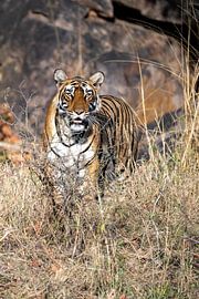 Tiger in Indien von Patrick Groot fotografie