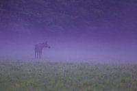Eland in de avond mist.