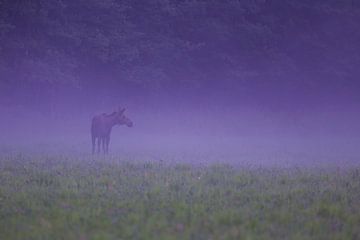 Eland in de avond mist. van Alex Roetemeijer