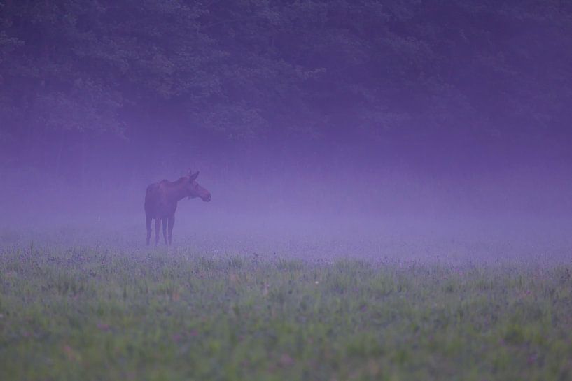 Eland in de avond mist. par Alex Roetemeijer